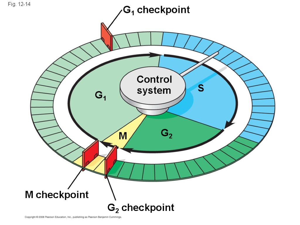 Fig. 12-14 S G1 M checkpoint G2 M Control system G1 checkpoint G2 checkpoint